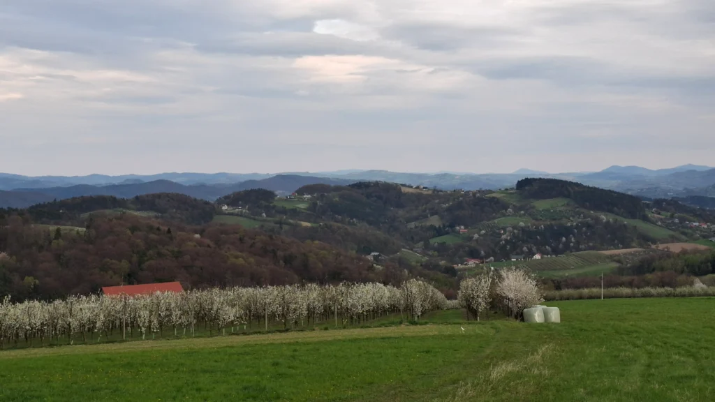 Sad owocowy w Sechnej - Krzysztof Zelek